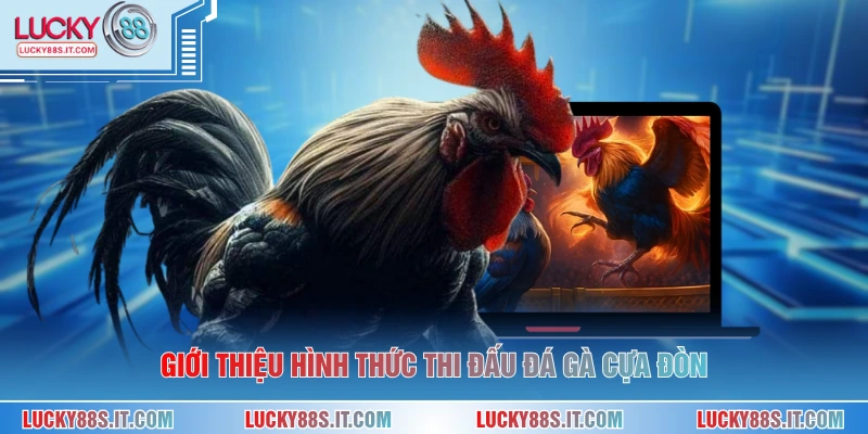 Đá Gà Cựa Đòn - Hình Thức Cá Cược Kịch Tính Tại LUCKY88 1 Giới thiệu hình thức thi đấu đá gà cựa đòn